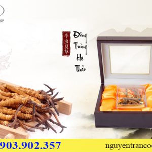 đông trùng hạ thảo