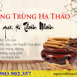 đông trùng hạ thảo