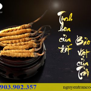 đông trùng hạ thảo