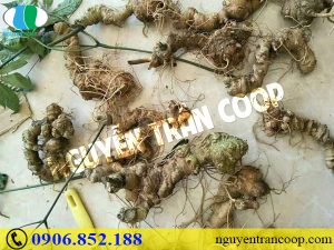 Lợi ích từ việc trồng Sâm Ngọc Linh