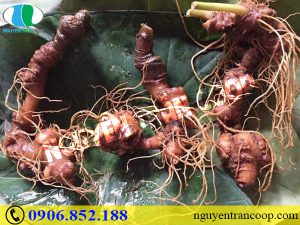 Một số lưu ý khi chế biến Sâm Ngọc Linh