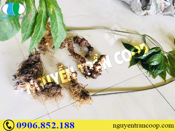 Một số lưu ý khi chế biến Sâm Ngọc Linh