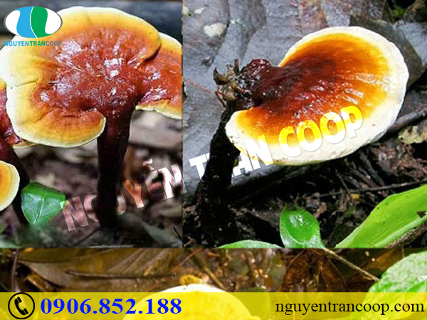 Mua Nấm Lim Xanh rừng ở đâu đảm bảo chất lượng?