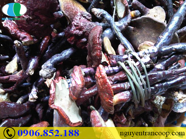 Mua Nấm Lim Xanh rừng ở đâu đảm bảo chất lượng?