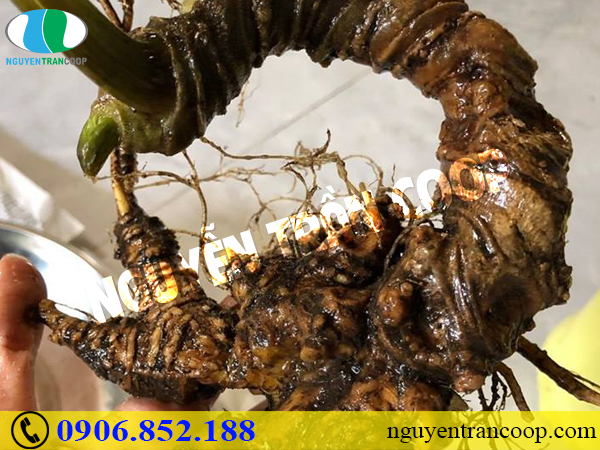 Nấu cháo Sâm Ngọc Linh bổ dưỡng cho người bệnh