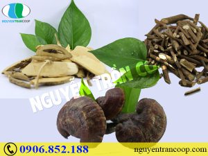 Những bài thuốc chữa xơ gan từ cây thuốc dân gian