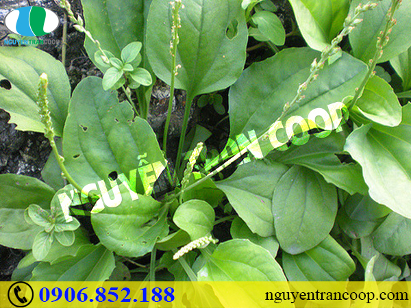 Những bài thuốc chữa xơ gan từ cây thuốc dân gian