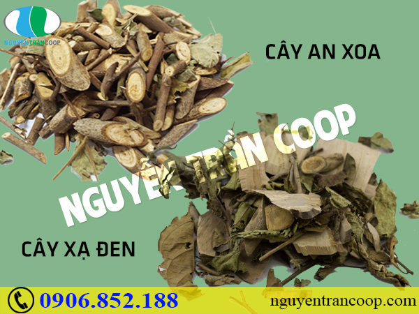 Những bài thuốc kết hợp Cây An Xoa