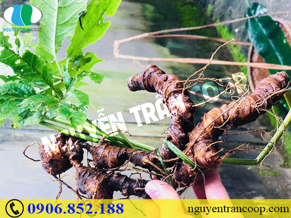 Những thực phẩm bổ máu dành cho mọi nhà