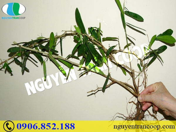 Phát hiện ung thư đại tràng giai đoạn đầu và cách chữa trị