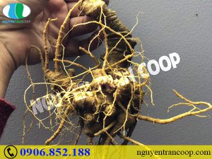 Sâm Ngọc Linh giảm căng thẳng cho mùa bận rộn cuối năm