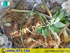 Sự thật Sâm Ngọc Linh có độc tính không?