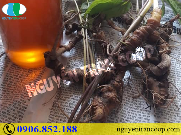 Sự thật Sâm Ngọc Linh có độc tính không?
