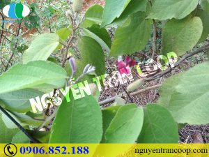 Tết đến rồi, tìm ngay thảo dược bổ gan để sức khỏe luôn dồi dào