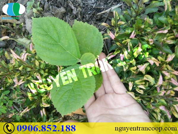 Thành phần Cây An Xoa có gì mà chữa bệnh gan tốt đến vậy?