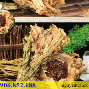 thiên sơn tuyết liên