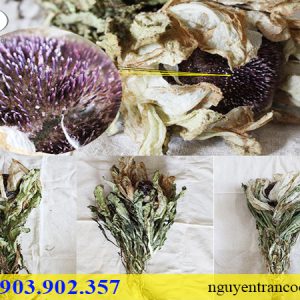 thiên sơn tuyết liên