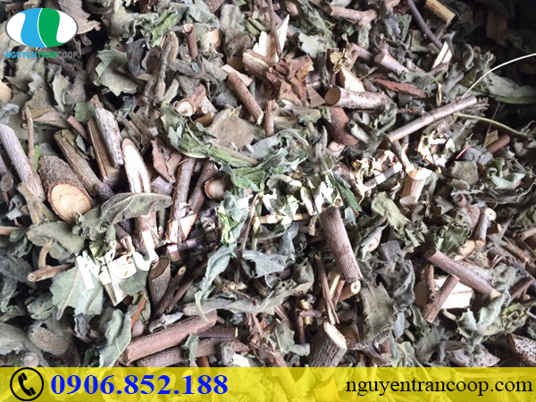 Thực hư Cây An Xoa chữa bệnh viêm gan B