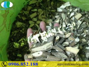 Thực hư Cây An Xoa chữa được bệnh xơ gan?