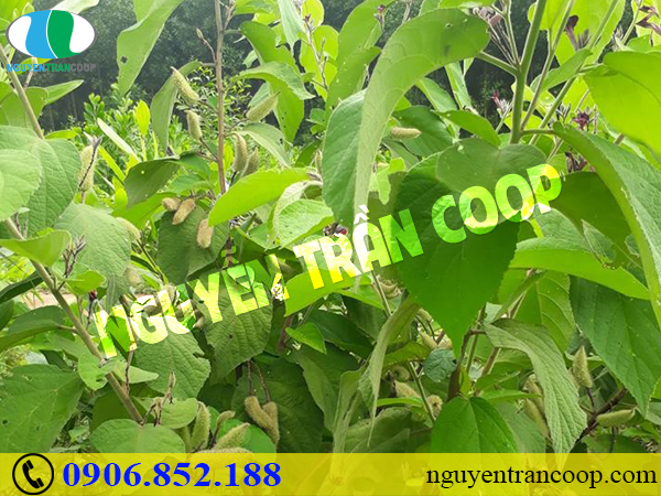 thuc-hu-cay-an-xoa-chua-men-gan-cao-co-tot-khong