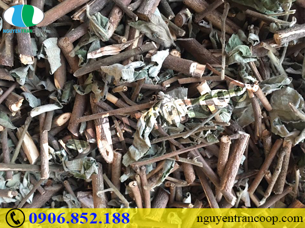 Thực hư Cây An Xoa chữa u xơ gan