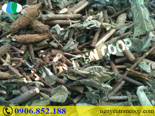 Thực hư Cây An Xoa đã được nghiên cứu làm thuốc?