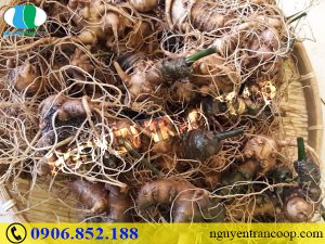 Thực hư Sâm Ngọc Linh có quý giá như lời đồn?