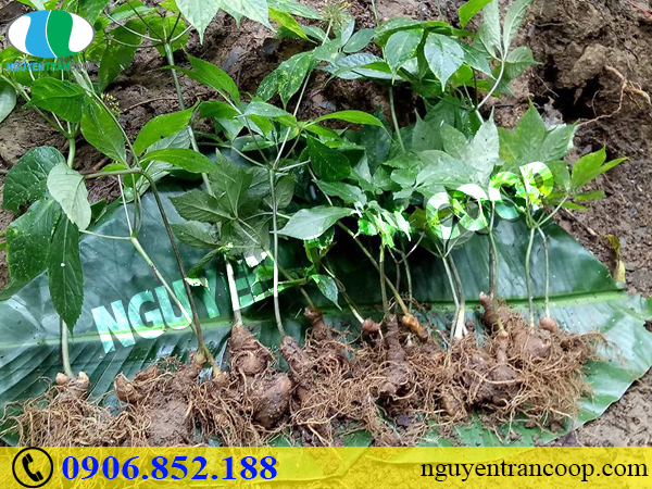 Thực hư Sâm Ngọc Linh có quý giá như lời đồn?