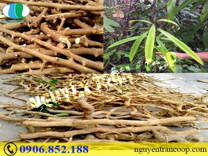 Thực hư Xáo Tam Phân chữa ung thư vú?