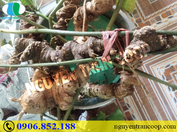 Tìm hiểu tác dụng của Sâm Ngọc Linh với tim mạch