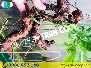 Tìm hiểu tác dụng của Sâm Ngọc Linh với tim mạch