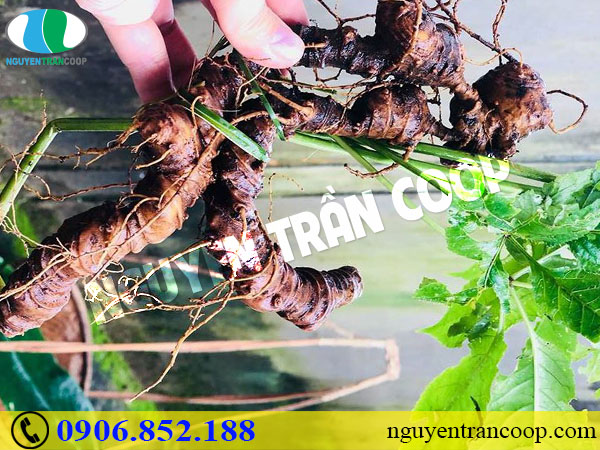 Tìm hiểu tác dụng của Sâm Ngọc Linh với tim mạch