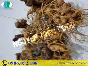 Vì sao Sâm Ngọc Linh tự nhiên luôn có giá cao hơn sâm trồng?