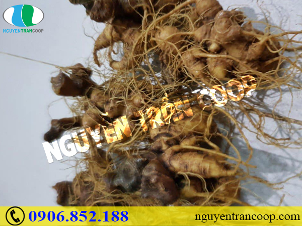 Vì sao Sâm Ngọc Linh tự nhiên luôn có giá cao hơn sâm trồng?