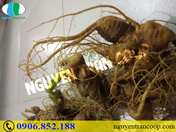 Vì sao Sâm Ngọc Linh tự nhiên luôn có giá cao hơn sâm trồng?