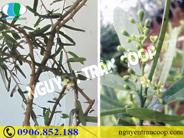 Xem ngay thực đơn món ăn cho người ung thư gan