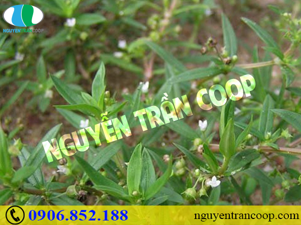 Bài thuốc chữa ung thư phổi từ cây thuốc Nam