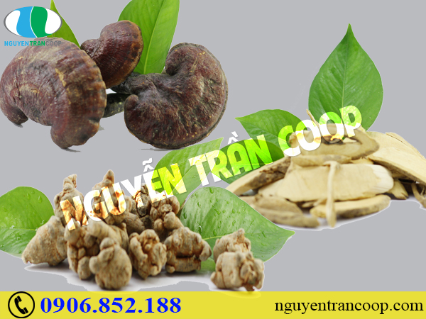 Bài thuốc chữa ung thư phổi từ cây thuốc Nam