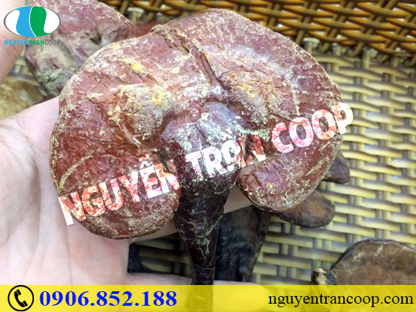 Bất ngờ với công dụng Nấm Lim Xanh chữa bệnh gan