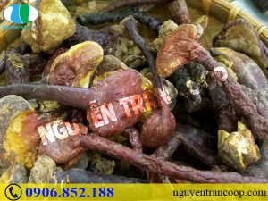 Bất ngờ với công dụng Nấm Lim Xanh chữa bệnh gan