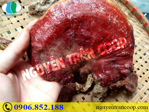 Bất ngờ với công dụng Nấm Lim Xanh chữa bệnh gan