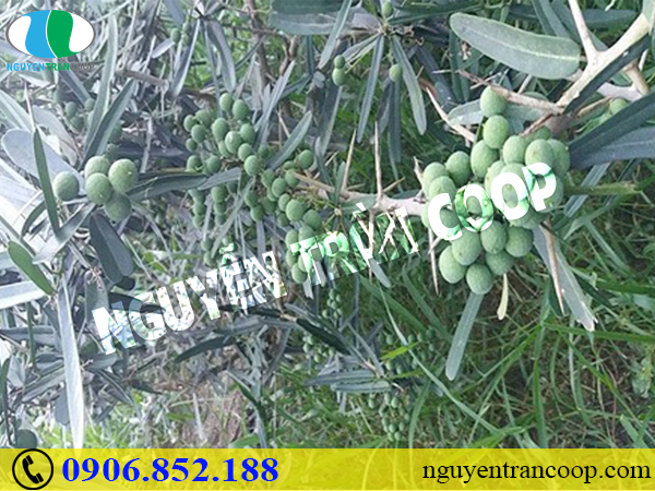 Bệnh nhân ung thư cổ tử cung nên ăn gì?