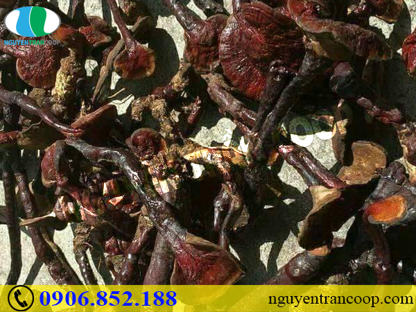 Cách bảo quản Nấm Lim Xanh chống mốc hỏng