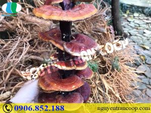 Cách bảo quản Nấm Lim Xanh chống mốc hỏng