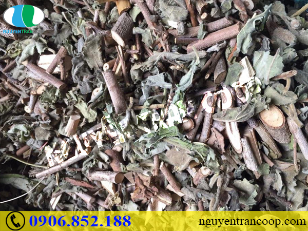 Cây An Xoa chữa viêm gan B dùng như thế nào?