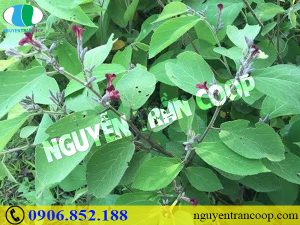 Cây An Xoa trị bệnh gì mà nhiều người tìm uống quá vậy?