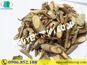 Cây An Xoa trị bệnh gì mà nhiều người tìm uống quá vậy?