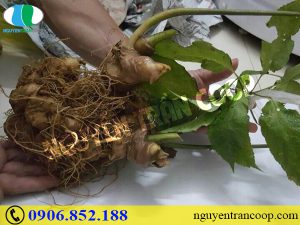 Dùng Sâm Ngọc Linh cho trẻ em có được không?