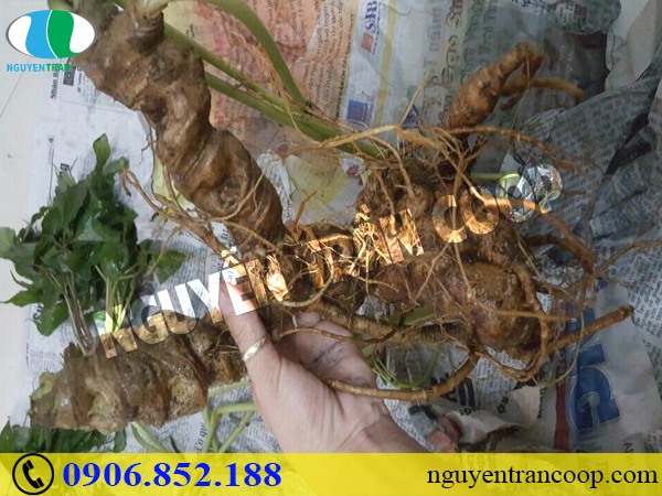 Dùng Sâm Ngọc Linh cho trẻ em có được không?