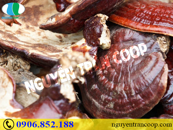 Giảm cơn đau dạ dày nhanh chóng với phương pháp y học cổ truyền